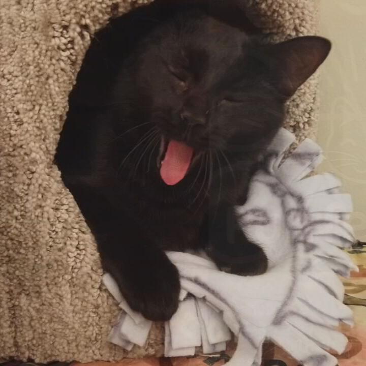 Fox show, Call me Kat creates frenzy at Louisville cat cafes